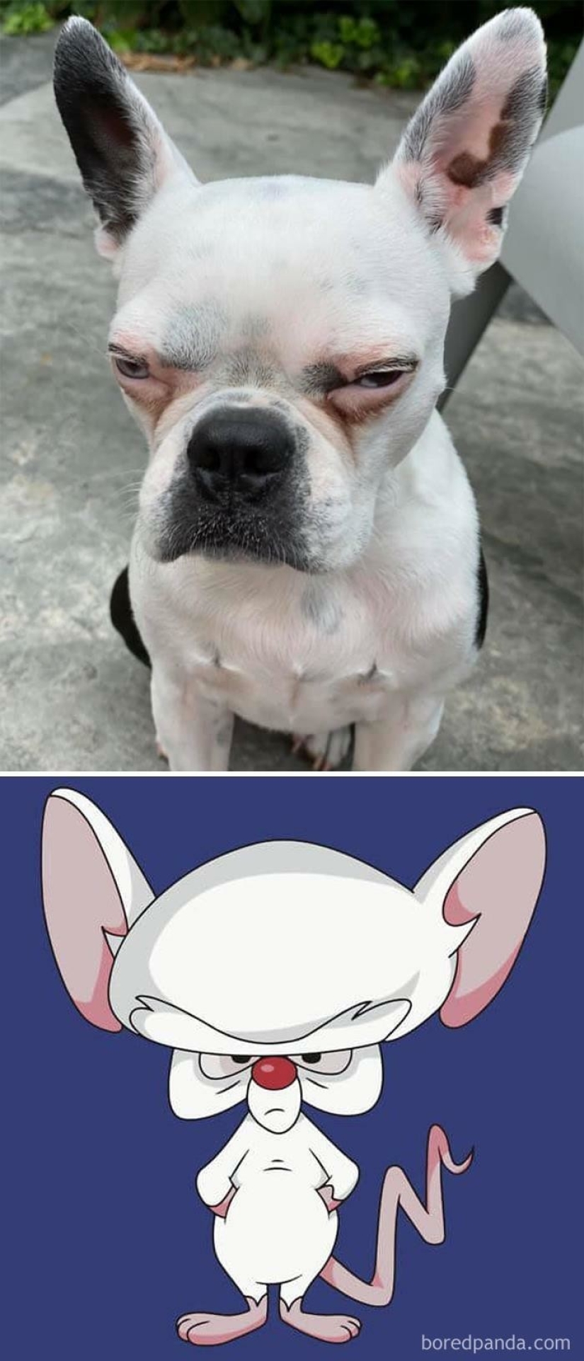 30 dogs that look like something else