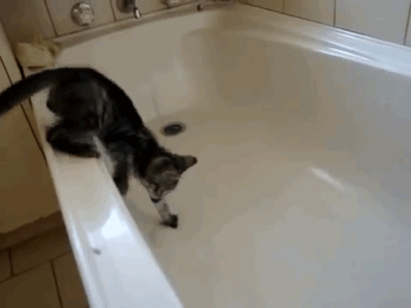30 examples of too curious cats
