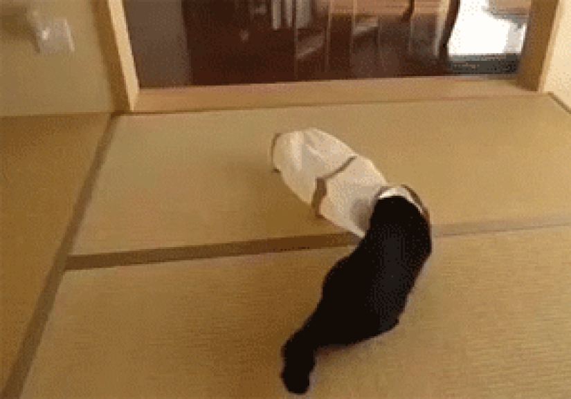 30 examples of too curious cats