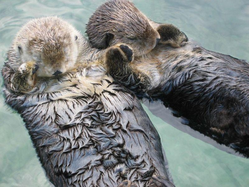 30 facts about animals that will get you in the mood