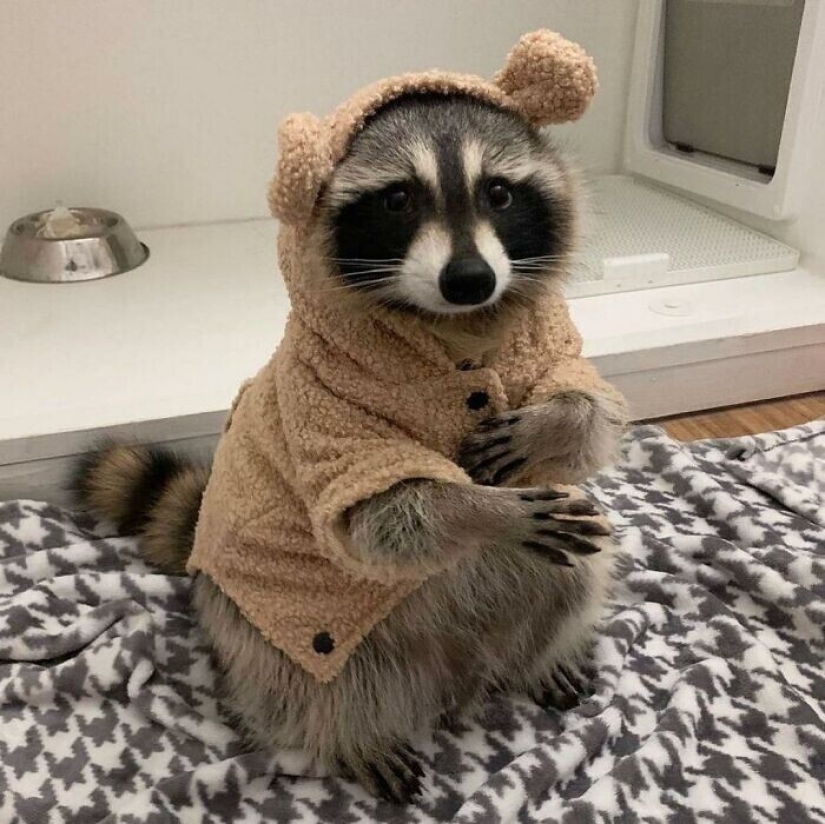 30 funny photos of raccoons that are guaranteed to cheer you up
