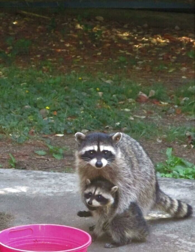 30 funny photos of raccoons that are guaranteed to cheer you up