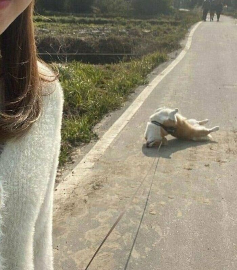 30 funny photos with dogs that seem to have broken down