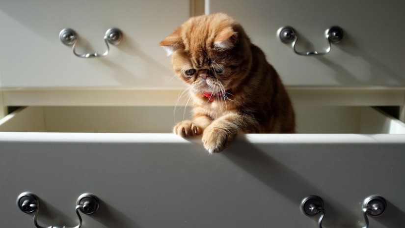 30 maneras de usar gatos en el hogar