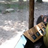 30 people who found friends at the zoo