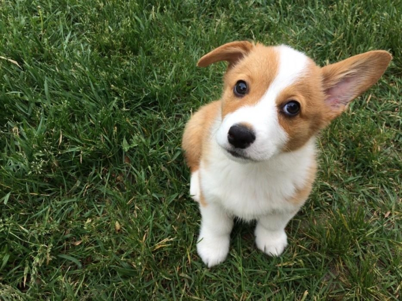30 photos-evidence that puppies with one raised ear are 90% cuter than normal