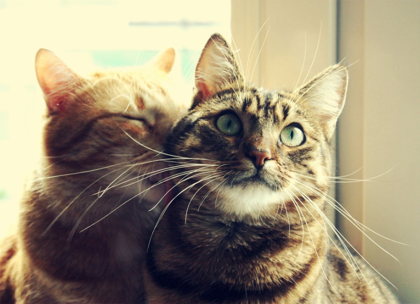 30 reasons to exchange a wife for a cat