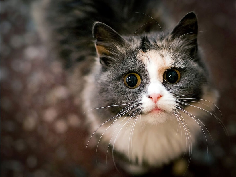 30 reasons to exchange a wife for a cat