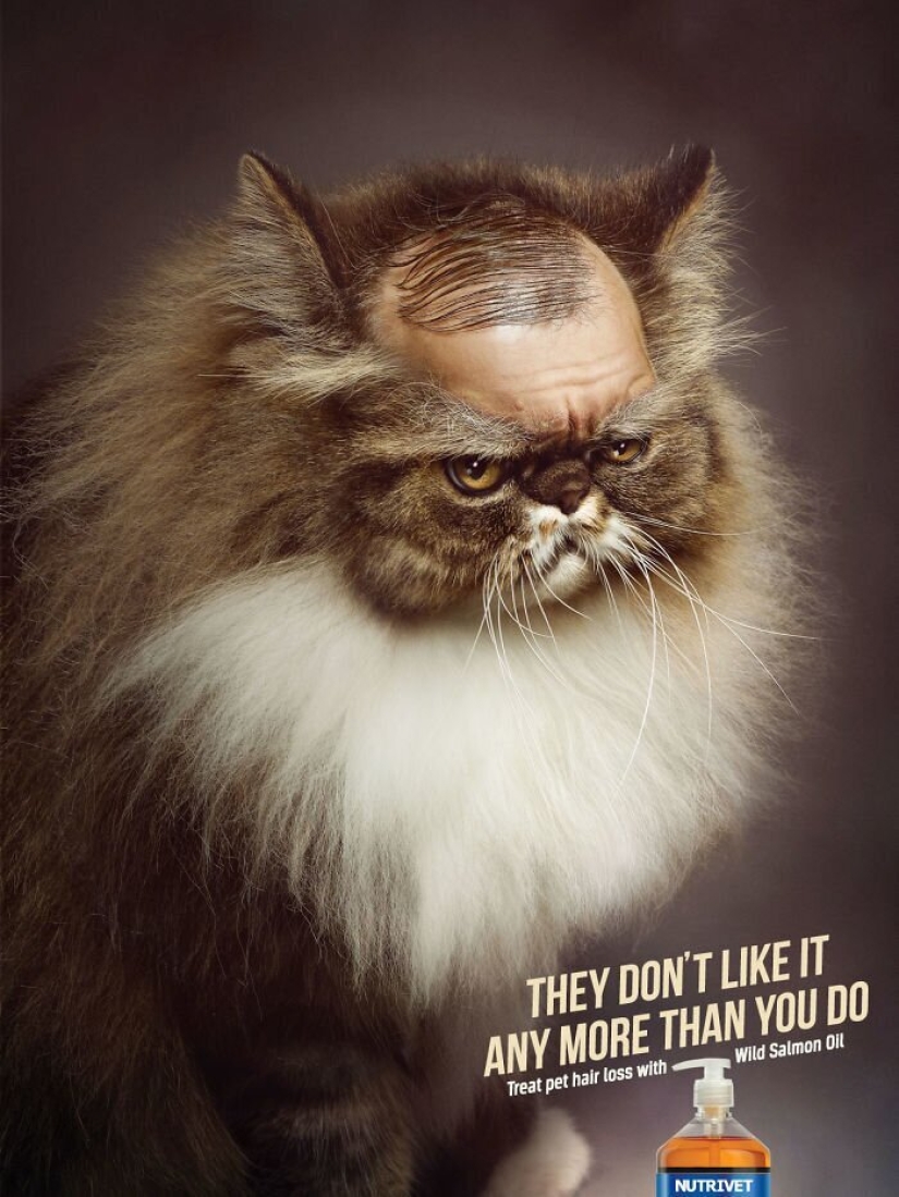 33 examples of the most creative and funny cat ads