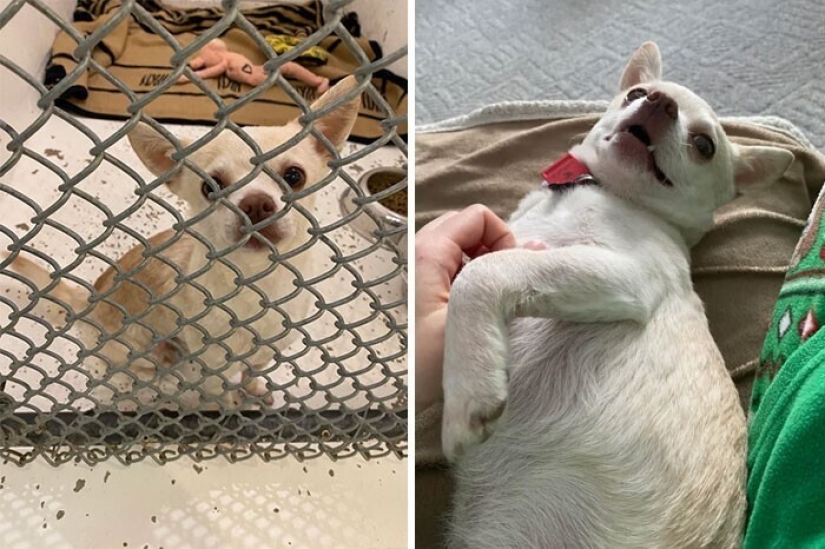 33 photos of dogs before and after the rescue that touch the soul
