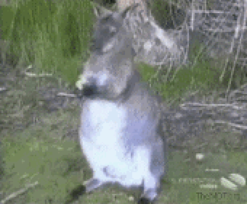 35 hilarious gifs with impudent animals