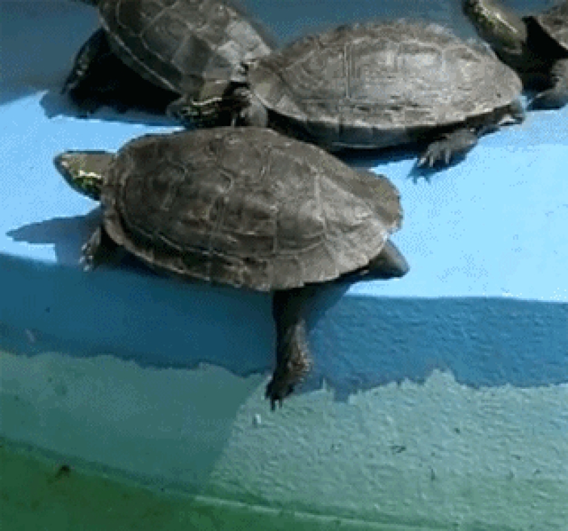 35 hilarious gifs with impudent animals