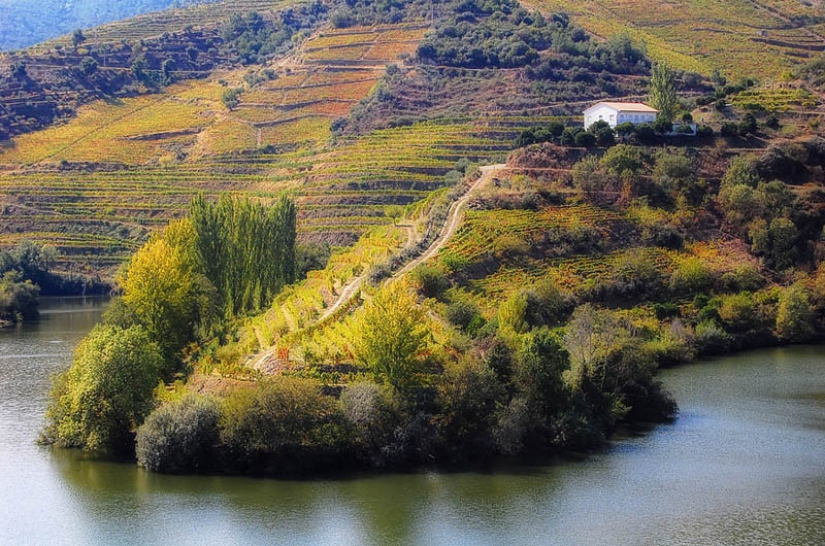 35 most beautiful vineyards in the world
