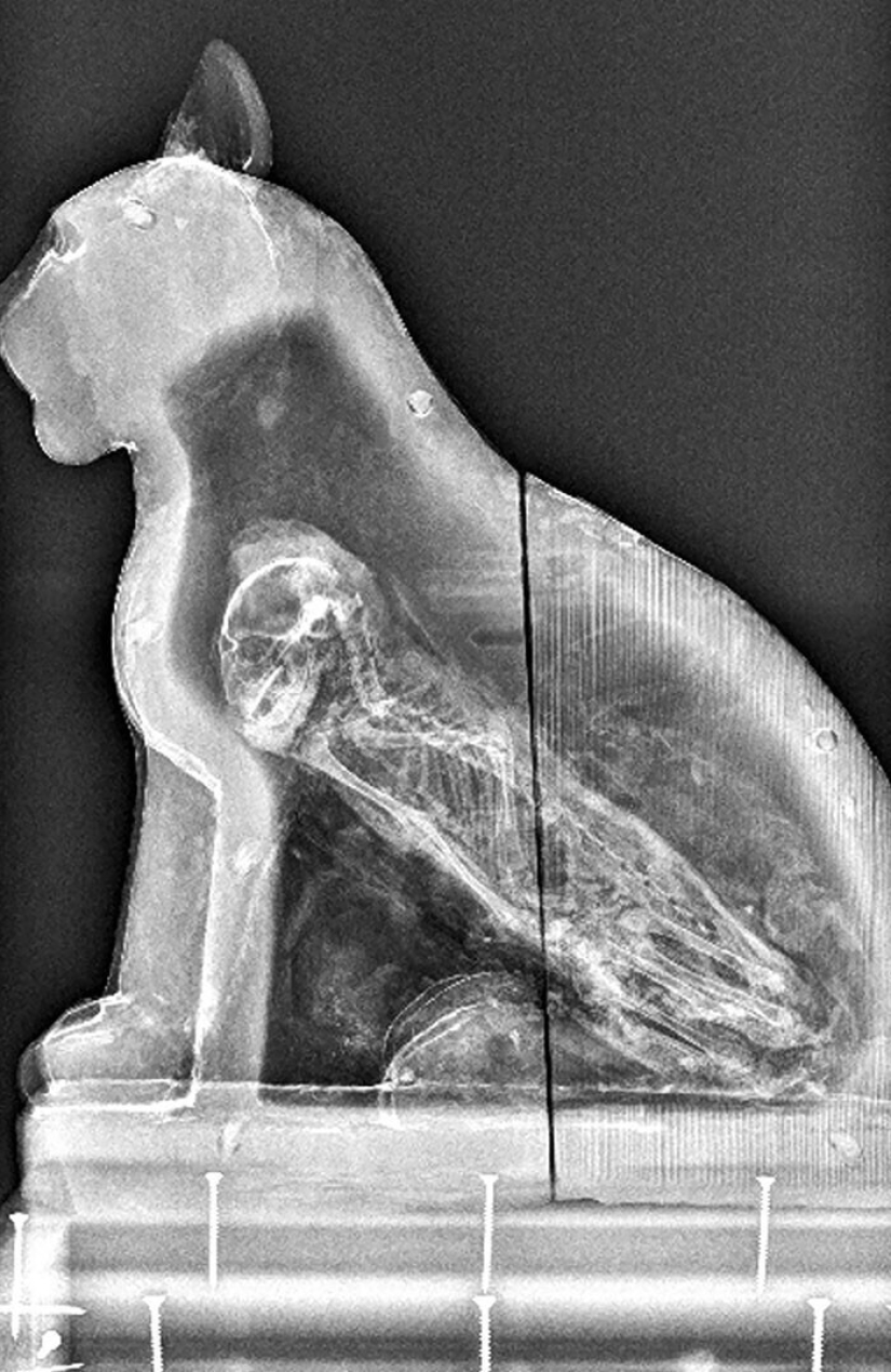 35 x-ray images that reveal the world from an unexpected quarter