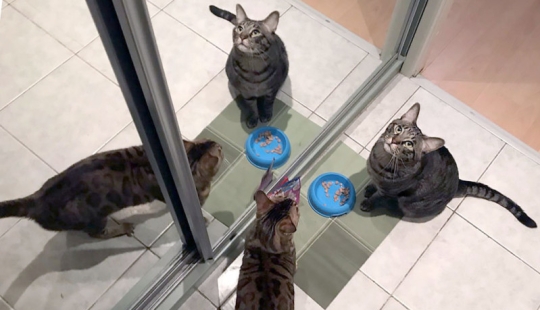 4 canonical tips on how to properly feed domestic cats