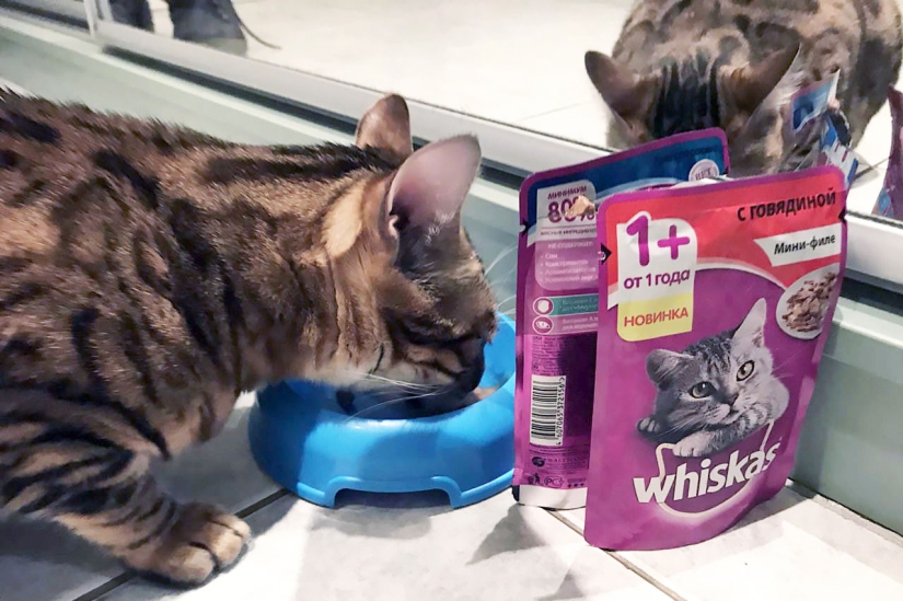 4 consejos canónicos sobre cómo alimentar adecuadamente a los gatos domésticos