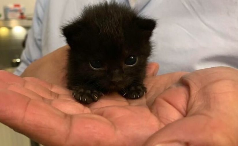 40 encantador fotos de la evidencia de que los gatos negros no tienen por qué temer