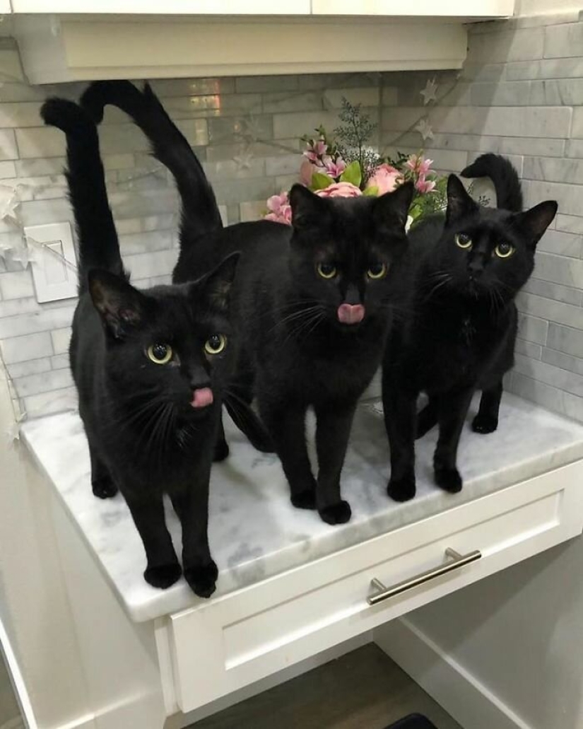 40 encantador fotos de la evidencia de que los gatos negros no tienen por qué temer