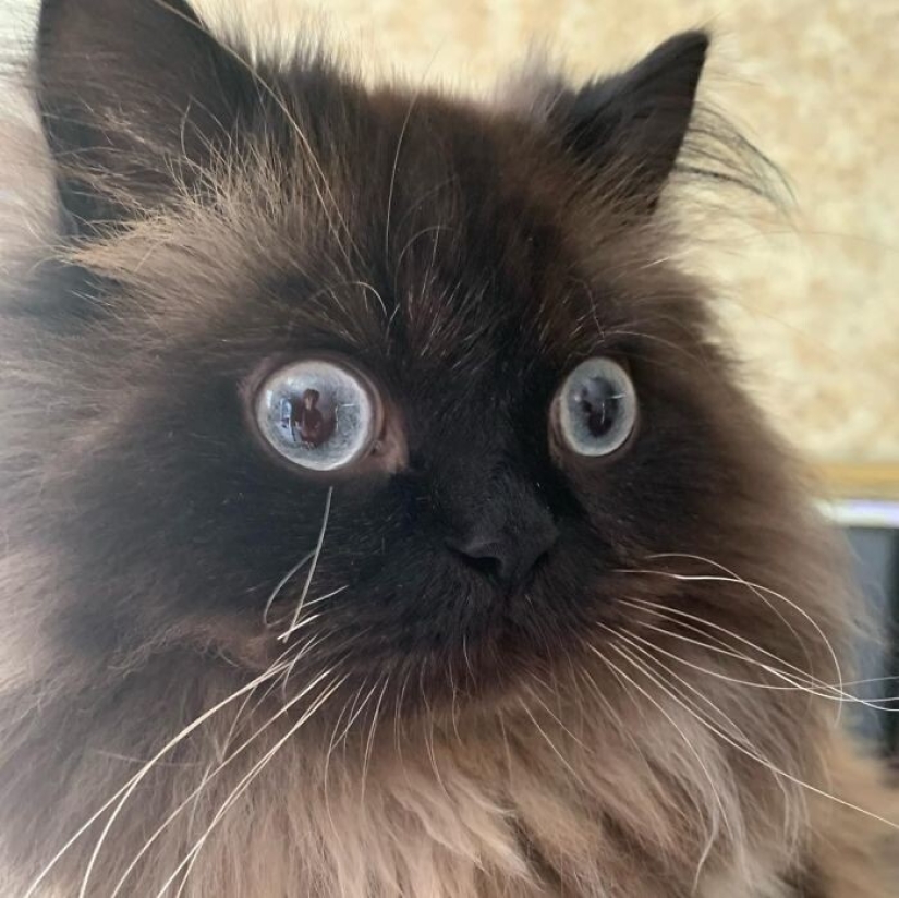 40 incredibly dramatic cats who for some reason still don't have an Oscar