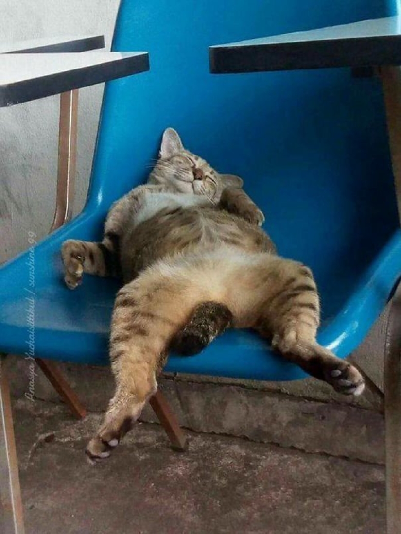 40 photos proving that cats can sleep anywhere