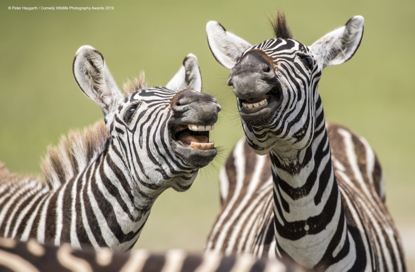 40 sonrisas salvajes en una publicación: una selección de trabajos de los finalistas del concurso fotográfico Comedy Wildlife Photography Awards 2019