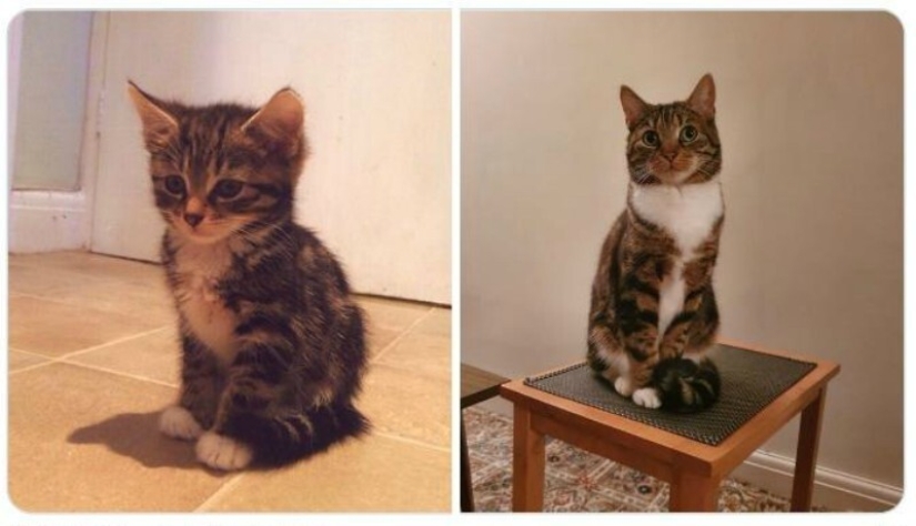 40 touching photos of animals in the style of "then and now"
