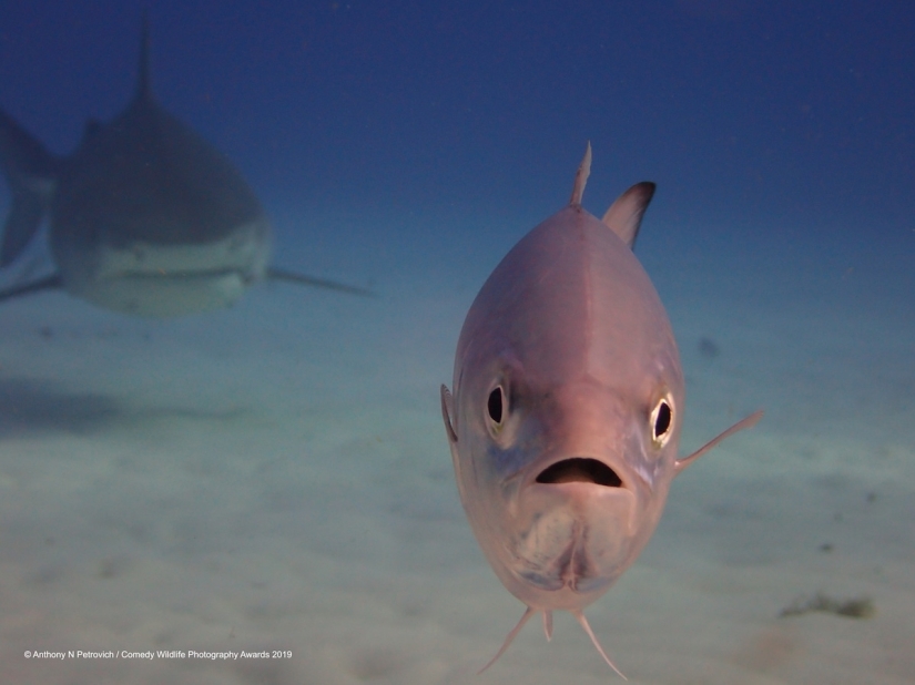 40 wild smiles in one post: a selection of works by the finalists of the Comedy Wildlife Photography Awards 2019 photo contest