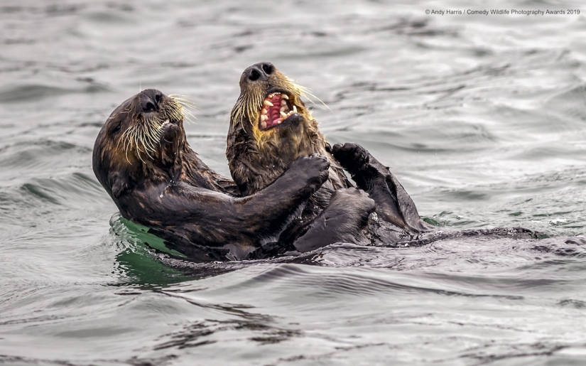 40 wild smiles in one post: a selection of works by the finalists of the Comedy Wildlife Photography Awards 2019 photo contest