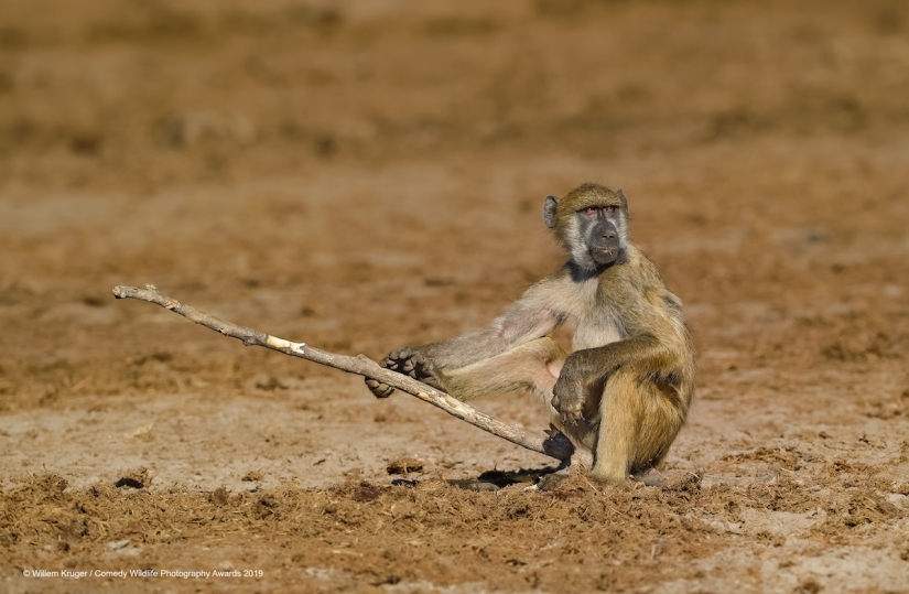 40 wild smiles in one post: a selection of works by the finalists of the Comedy Wildlife Photography Awards 2019 photo contest