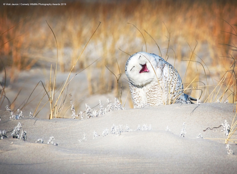 40 wild smiles in one post: a selection of works by the finalists of the Comedy Wildlife Photography Awards 2019 photo contest