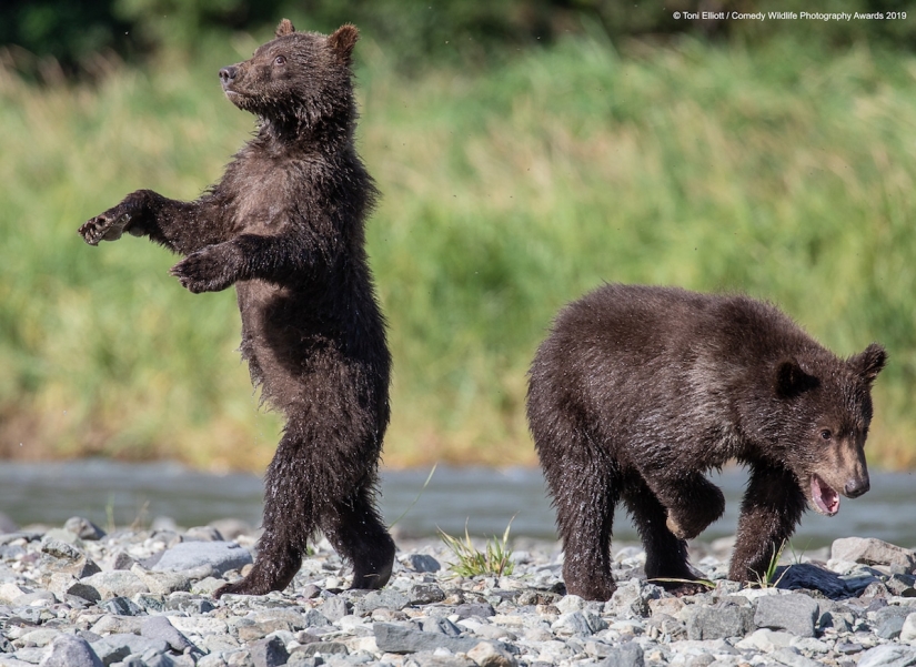 40 wild smiles in one post: a selection of works by the finalists of the Comedy Wildlife Photography Awards 2019 photo contest