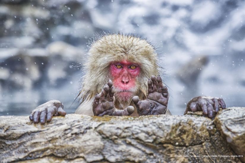 40 wild smiles in one post: a selection of works by the finalists of the Comedy Wildlife Photography Awards 2019 photo contest