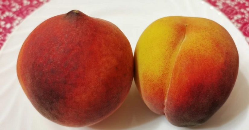 5 tips on how to choose the right delicious and sweet peach