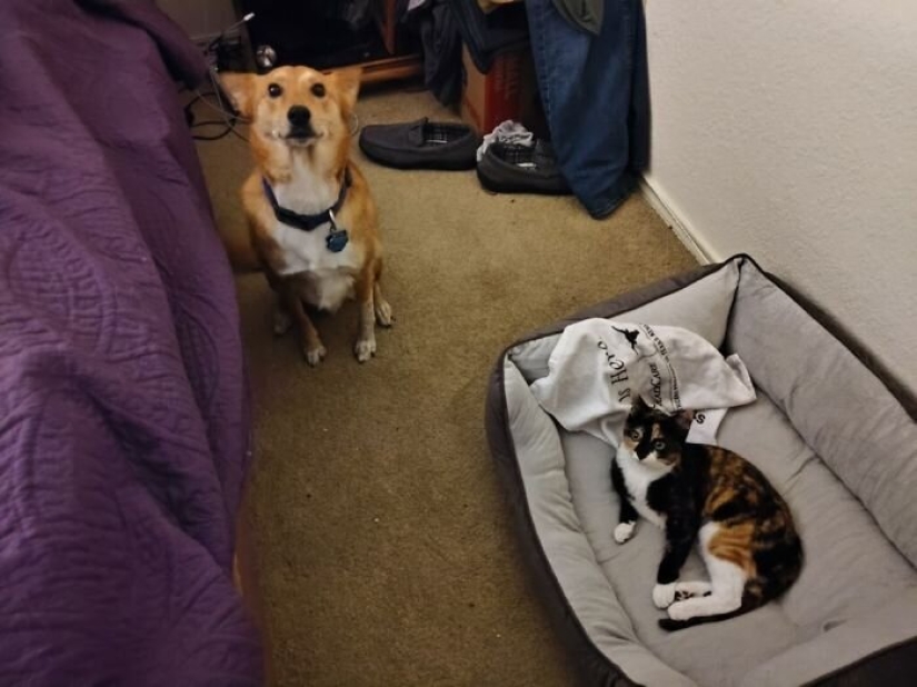 50 funny pictures of sad dogs, cats expelled from their places