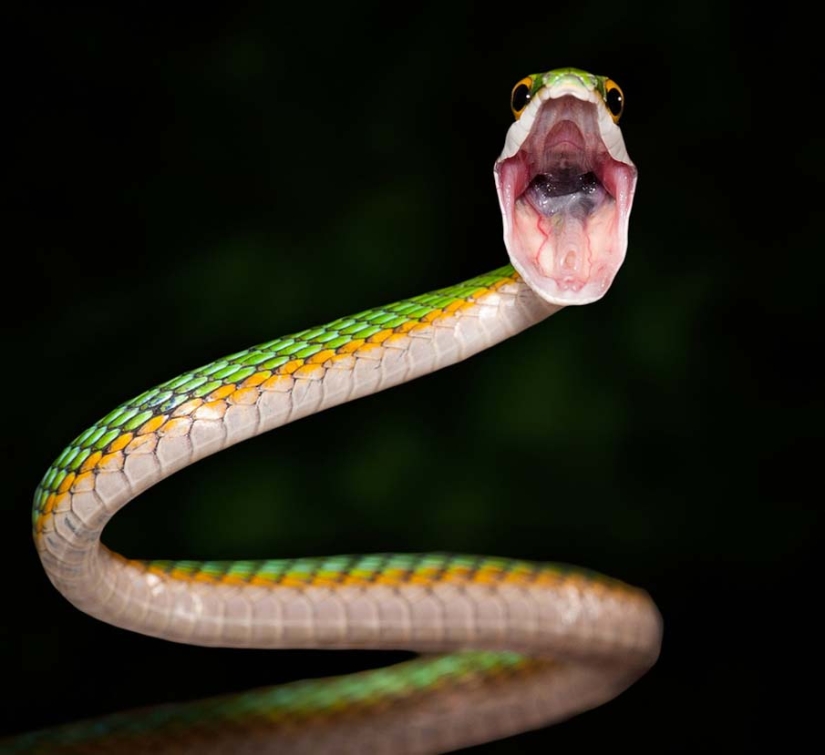 50 photos of adorable snakes