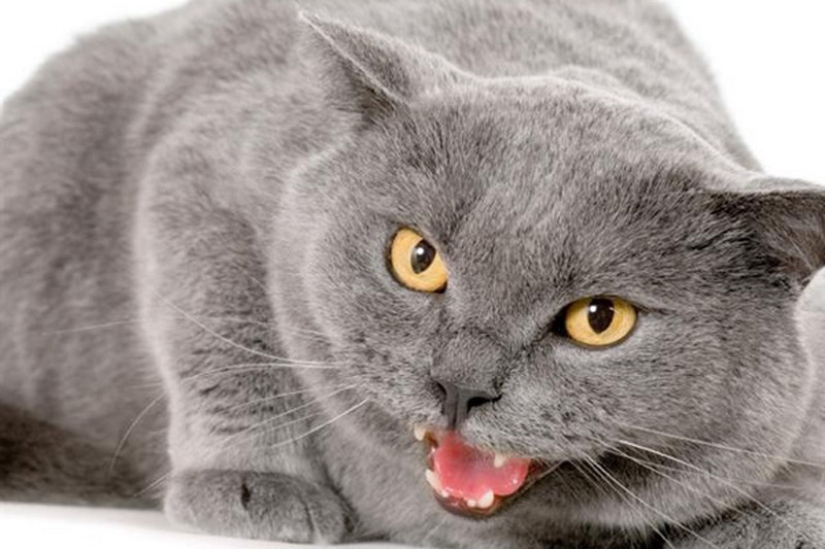 6 cute cat habits and their unexpected explanations