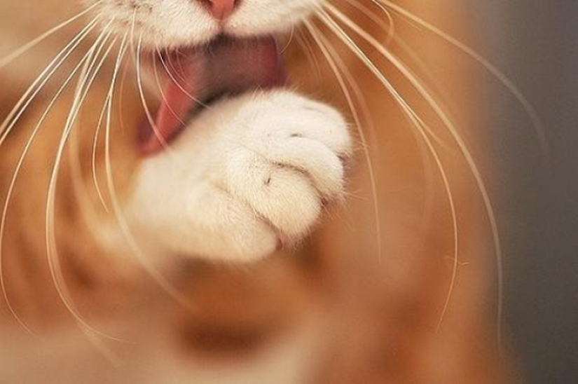 6 hábitos lindos de los gatos y sus explicaciones inesperadas