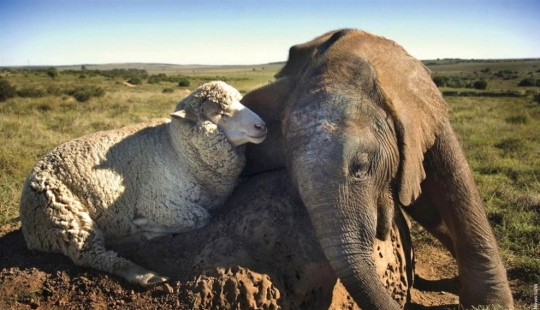 7 examples of an unusual friendship between animals