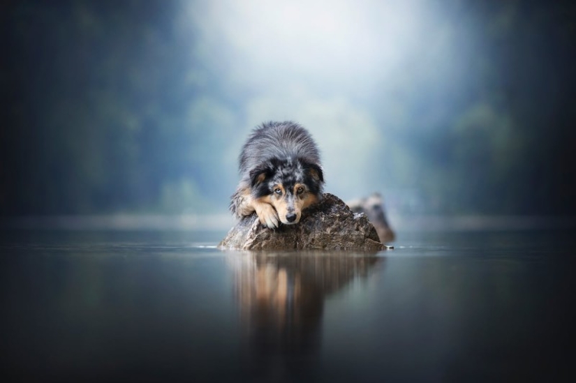 7 life hacks that will allow you to capture the" soul " of any animal in the photo
