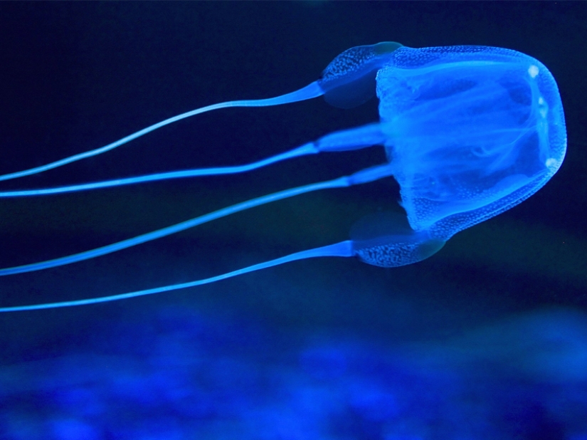7 most dangerous jellyfish in the underwater world
