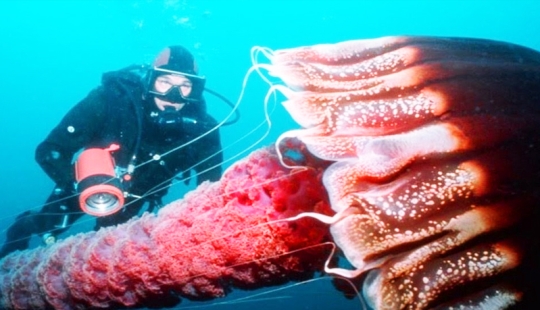 7 most dangerous jellyfish in the underwater world