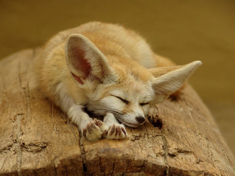 7 most mimic species of foxes