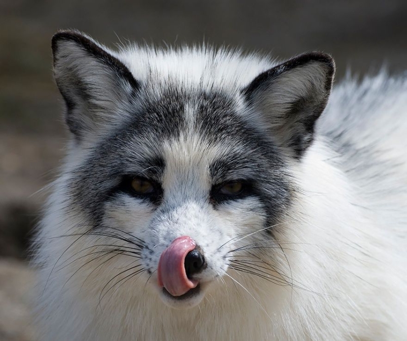 7 most mimic species of foxes