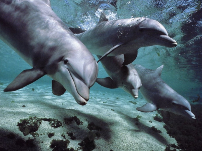 7 unpleasant facts about dolphins that will change your attitude to them