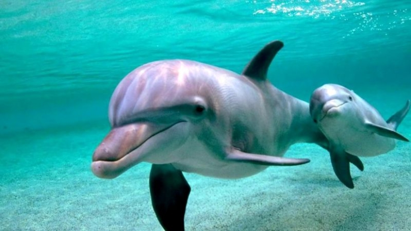 7 unpleasant facts about dolphins that will change your attitude to them