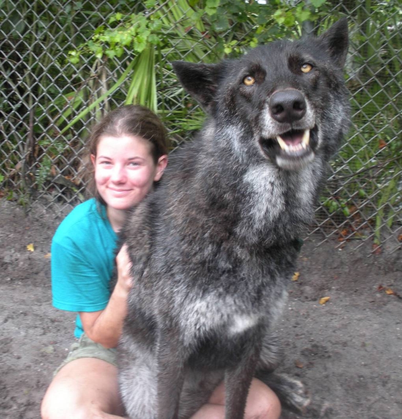 7 years ago, Yuki the wolf was saved from euthanasia, and look what he has become now