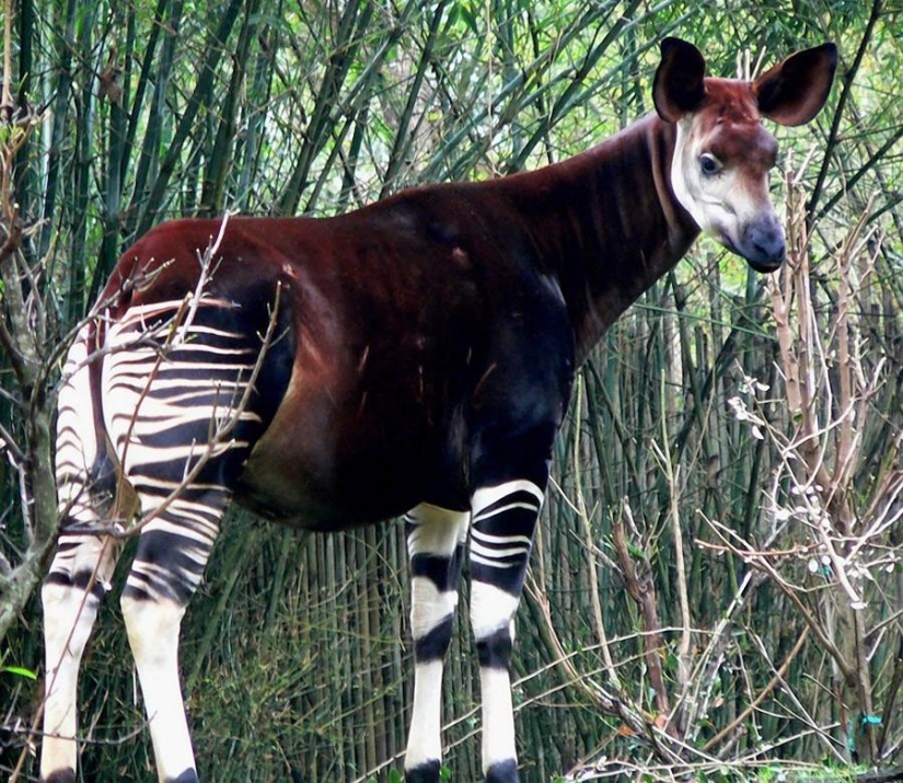 8 animals that look like other animals crossed with some other animals