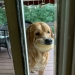 8 Funny Examples of Pets Caught Stealing Food