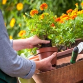 8 Productos útiles para cultivadores de flores de Aliexpress