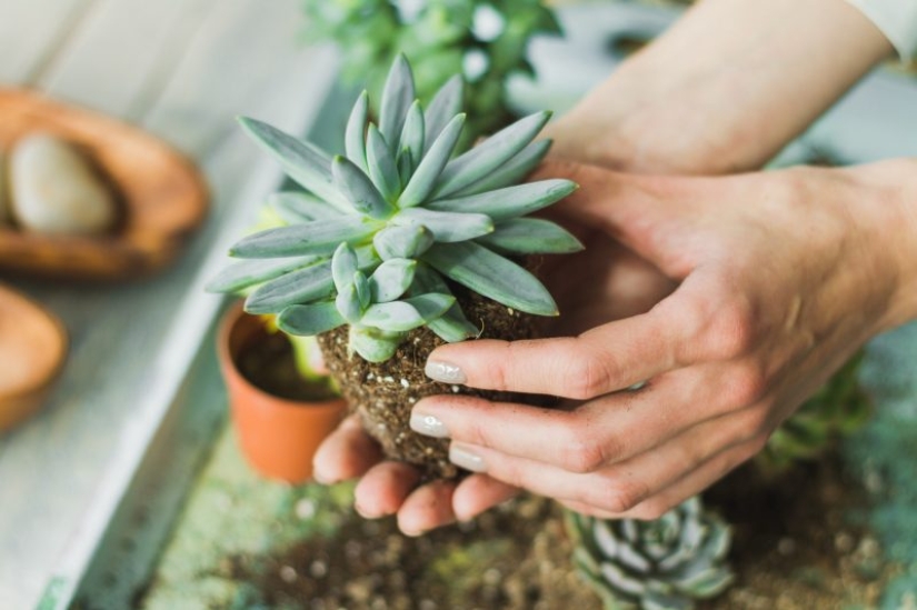 8 reasons why you need to get succulents urgently